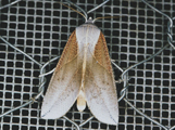 Arcyophora patricula